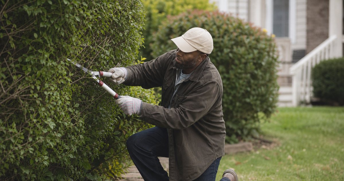 A gardener in work gloves pruning an overgrown shrub with hand shears in a suburban front yard, a small pile of clippings on the lawn, late summer light